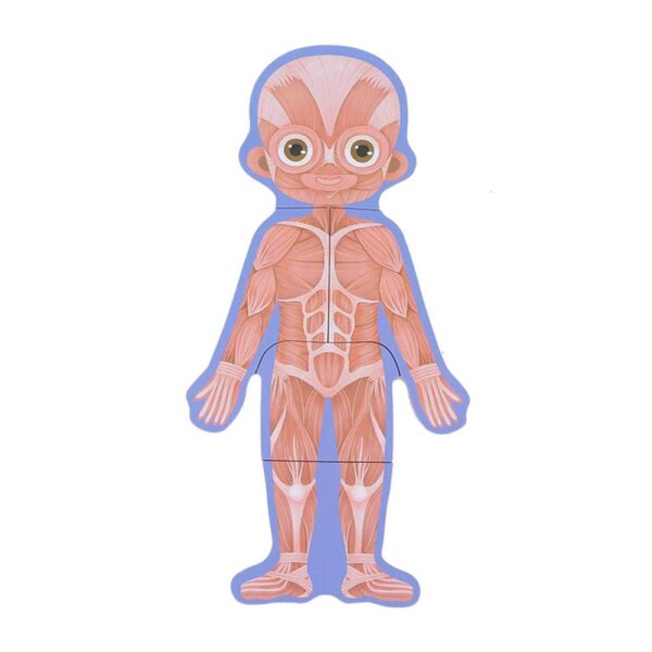 Puzzle del cuerpo humano (piezas intercambiables) - Imagen 5